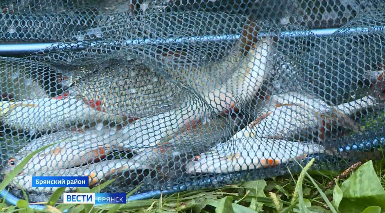 На Брянщине провели фестиваль по любительской ловле рыбы