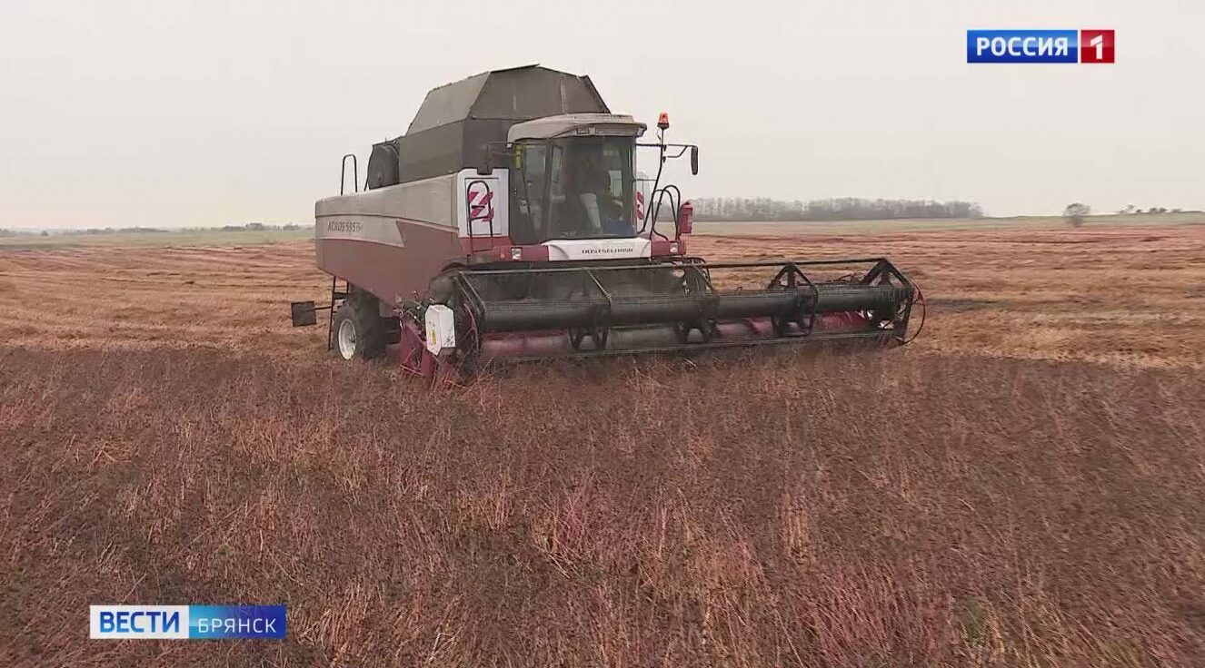 Брянские сельхозпредприятия начали уборку гречихи