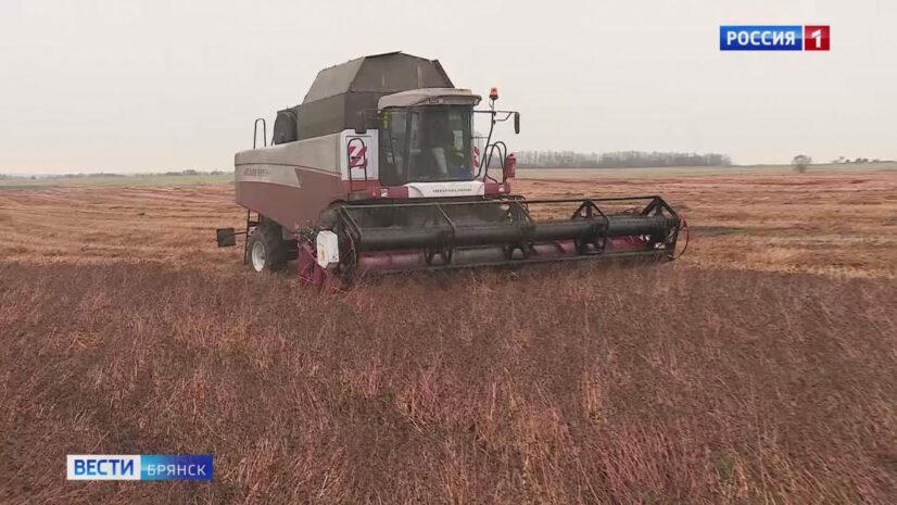 Брянские сельхозпредприятия начали уборку гречихи