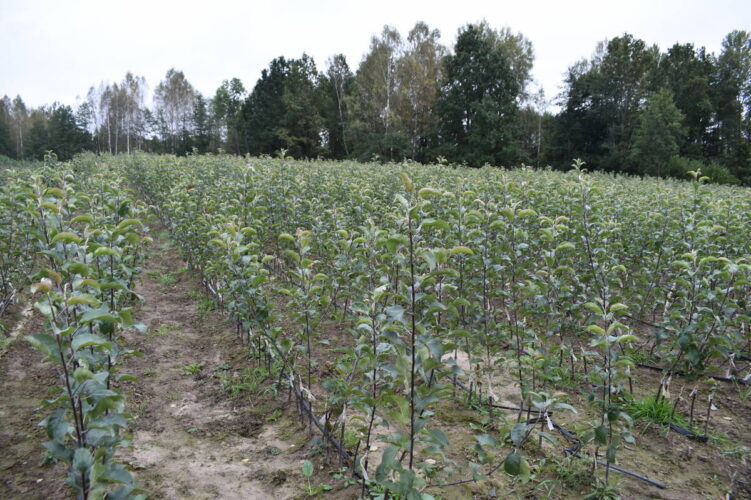 В Клетнянском районе выращивают саженцы отечественных сортов