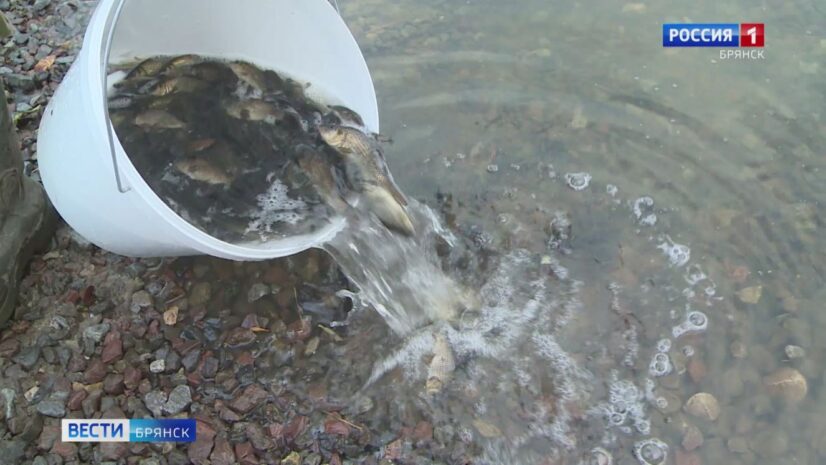 Более 300 мальков сазана выпустили в Десну в Супонево