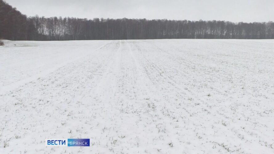 На Брянщине озимые встретили зиму в хорошем состоянии