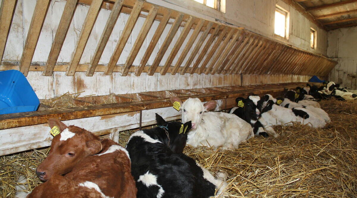 В Брасовском районе зимовка скота проходит в штатном режиме