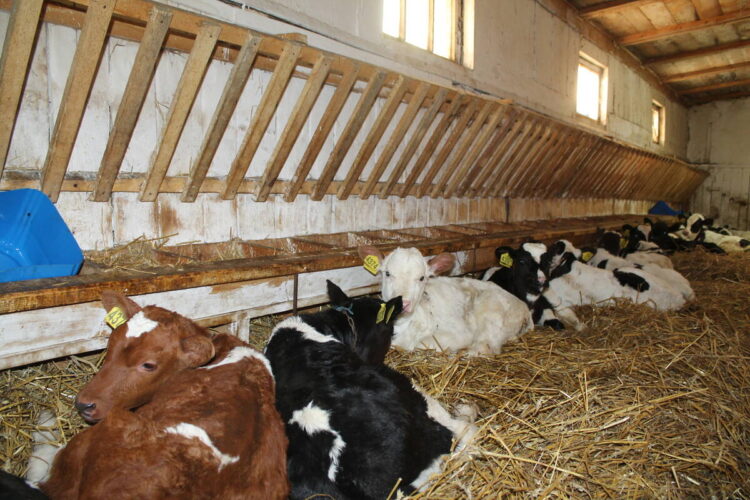 В Брасовском районе зимовка скота проходит в штатном режиме