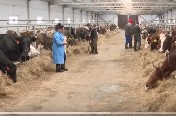 В Выгоническом районе зимовку скота проводят в хороших условиях