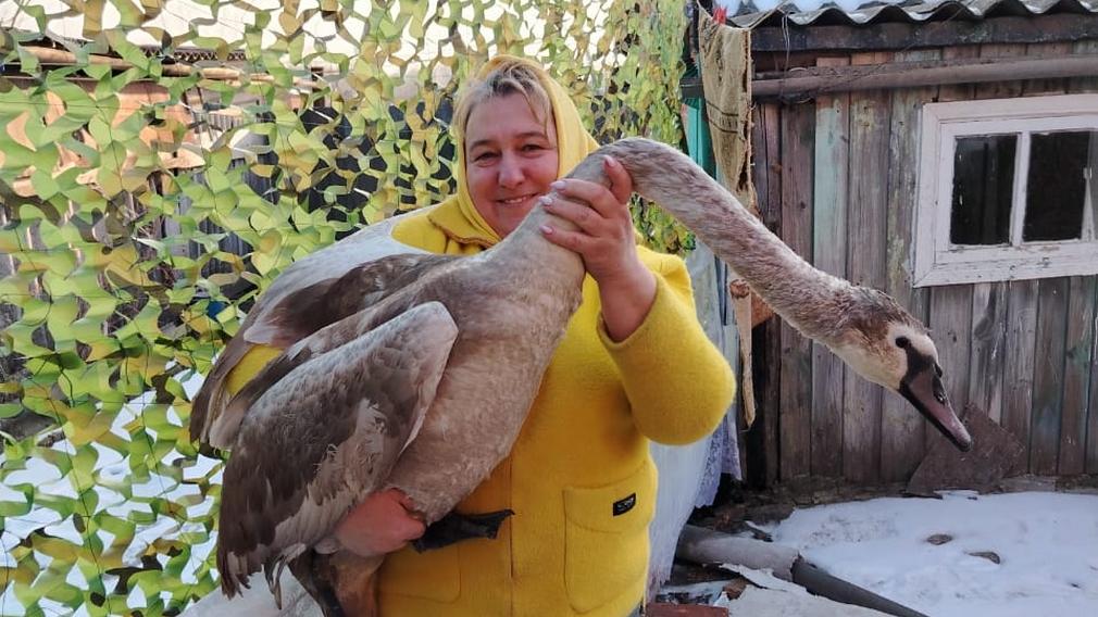На Брянщине жительница Лакомой Буды третий месяц выхаживает лебедя