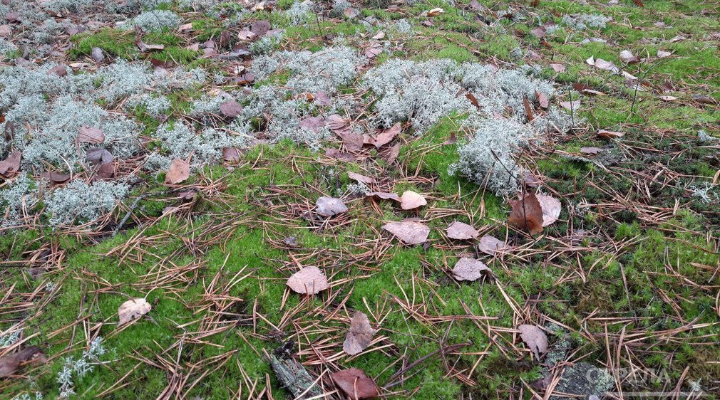 На охрану окружающей среды Брянщины планируют выделить более 140 млн. рублей