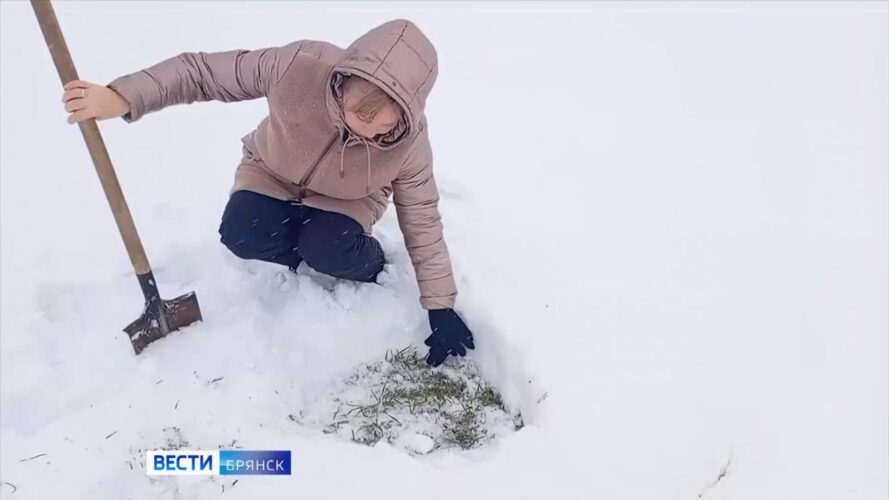 В Брянской области проводится проверка состояния озимых культур