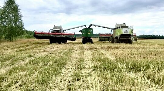 В Брянской области ведется уборка зерновых культур